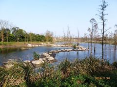 -上海长兴岛郊野公园