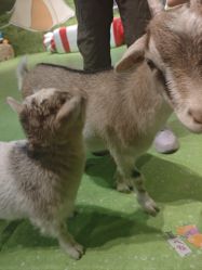 -酷嗒动物文化乐园(cutezoo西溪乐天城店)