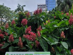 -九龙公园