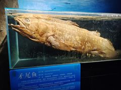 -国家自然博物馆