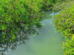 -北海金海湾红树林生态旅游区