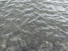 -台场海滨公园船码头