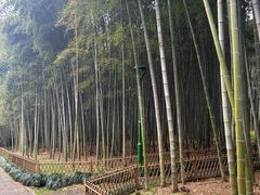 -杭州植物园