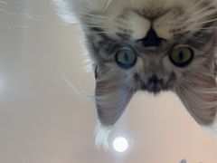 -喵宠乐园·撸猫互动·猫舍