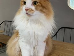 -豆逗聊愈猫阁Easy Life