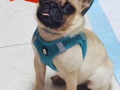 -A猫a狗全科·犬猫异宠·芥西宠物医院(南开总院)