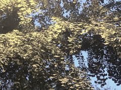 -三里屯东五街银杏大道