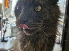 -平行世界·猫咖(首经贸店)