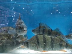 -博斯腾宾馆中餐厅