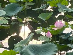 -荔湾湖公园