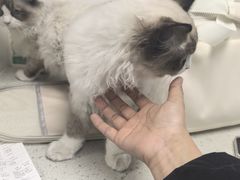 -纳吉亚猫专科动物诊疗中心(蒋宅口分院)