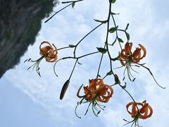 -鹿院坪生态旅游景区