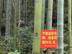 -东明山森林公园