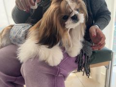 -帕帕拉兹宠物(亚洲旗舰店)