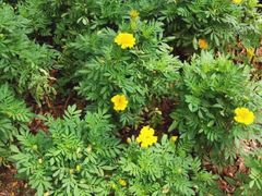 -东莞植物园
