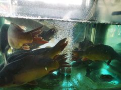 -煲来饱去冷水鱼