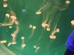 -海合安青岛极地海洋公园