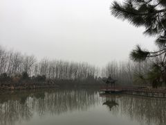 -合肥滨湖国家森林公园