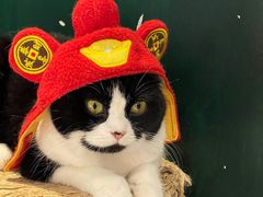 -猫儿山۰猫主题餐厅