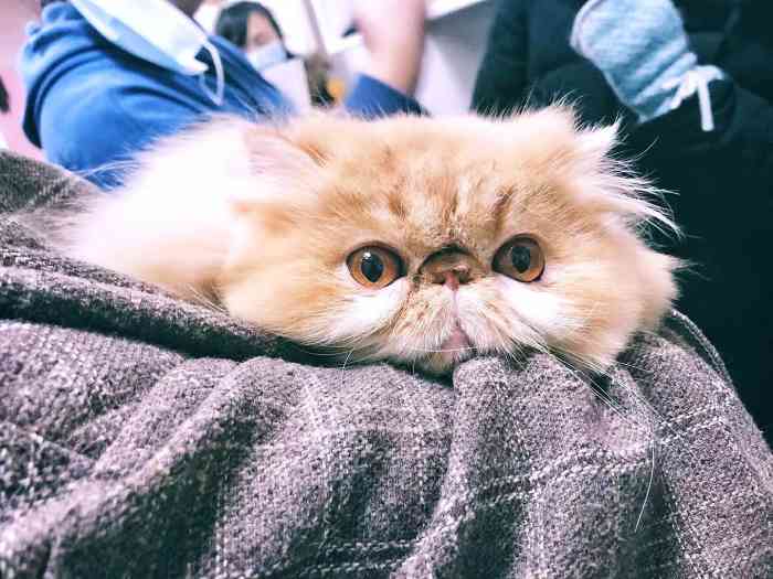 心之旅宠物连锁(华润二十四城店)-"【项目】洗澡 | 其他 | 美容我家比