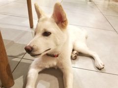 -柴务处·柴犬主题狗咖