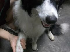 -菲丽丝宠物医院·24小时·猫科中心·免疫点(淮海分院)