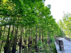 -桤木河湿地公园