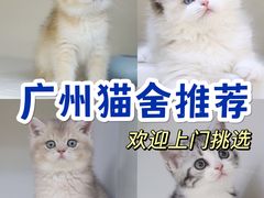 -lincat·猫舍(广州店)