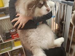 -Let's go狗咖·猫咖·奶狗·桌游(春熙路IFS店)