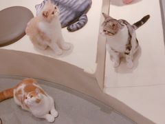 -飞行喵MR PILOT|猫舍·猫咖(静安大融城店)