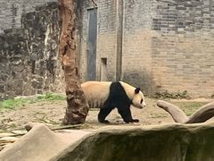 -都江堰中华大熊猫苑