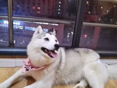 -Husky Go! 哈士奇体验馆·宠物咖啡厅狗咖