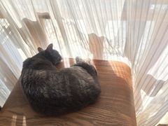 -猫咖时代(中山亭店)
