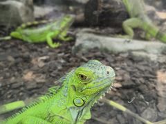 -广州长隆飞鸟乐园