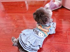 -唐小姐の猫狗洗护·购宠旗舰店(周浦万达店)