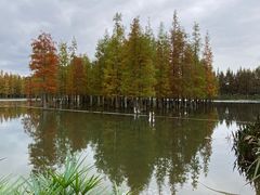 -白鹭湾湿地公园