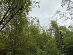 -大屏嶂森林公园