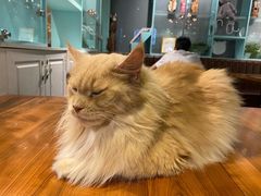 -猫小院猫主题餐厅(三里屯店)