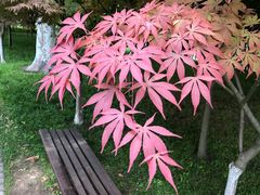-上海鲜花港