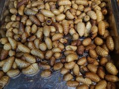 椰子虫-昆虫窝子·特色云南菜(拓东路总店)