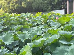 -莲湖公园
