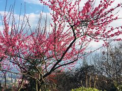 -杭州半山国家森林公园