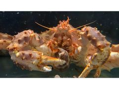 -万鱼亭 日本料理(无锡香山名园店)