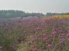 -北京东方普罗旺斯薰衣草庄园