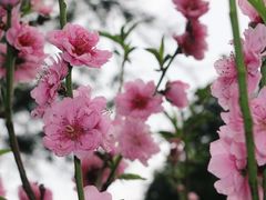 -桃花涧