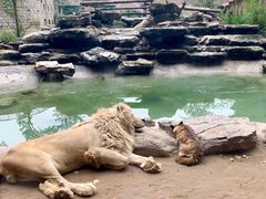 -北京野生动物园