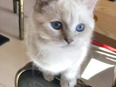 -猫咪咖啡店(新城大街店)