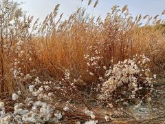 -野鸭湖国家湿地公园