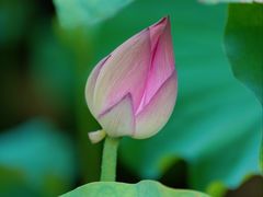 -陈家山荷花公园