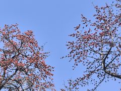 -广州中山纪念堂